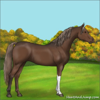Horse Color:Liver Chestnut 