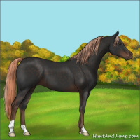 Horse Color:Liver Chestnut 