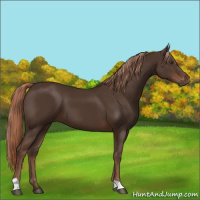 Horse Color:Liver Chestnut 