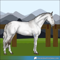 Horse Color:Gray Silver Blue Roan Tobiano Frame 
