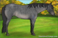 Horse Color:Blue Roan 