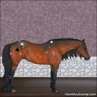 Horse Color:White Spotted Brown 