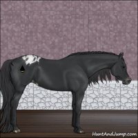 Horse Color:Black Blanket Rabicano 