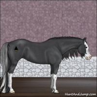 Horse Color:Blue Roan Splash 