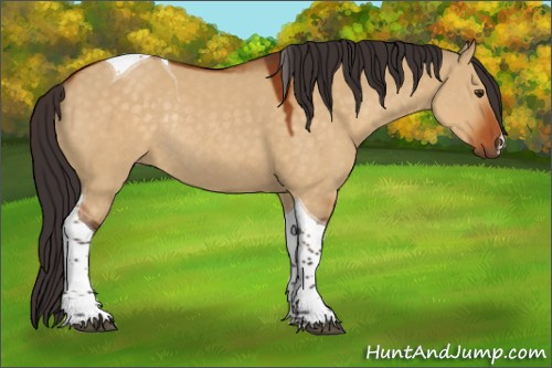 Horse Color:Buckskin Dun Tobiano Rabicano 