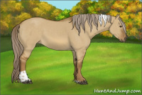 Horse Color:Chocolate Palomino Dun Tobiano 