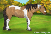 Horse Color:Buckskin Dun Tobiano Rabicano 
