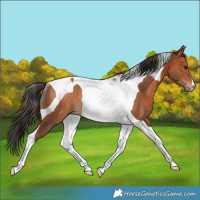 Horse Color:Bay Tobiano Rabicano 