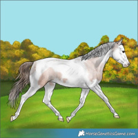 Horse Color:Bay Splash Tobiano Varnish