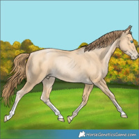 Horse Color:Buckskin Pearl Rabicano 