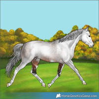 Horse Color:Gray Bay Sabino