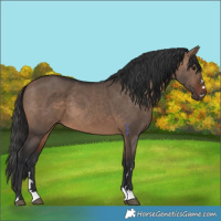 Horse Color:Brown Dun 