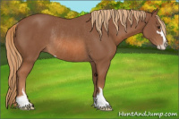 Horse Color:Chestnut Sabino Rabicano 