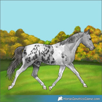Horse Color:Black Tobiano Appaloosa 