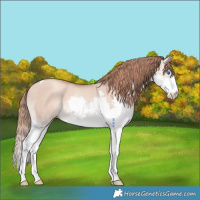 Horse Color:Gold Champagne Dun Splash Tobiano 