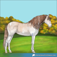 Horse Color:White Spotted Gold Champagne Dun Tobiano 