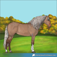 Horse Color:Silver Bay Dun Tobiano Rabicano 