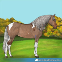 Horse Color:Silver Brown Dun Tobiano 