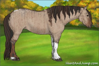 Horse Color:Bay Roan Dun Tobiano Rabicano  and Liver Red Dun Tobiano Rabicano 