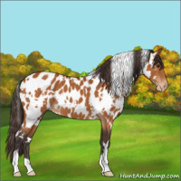 Horse Color:White Spotted Buckskin Appaloosa 