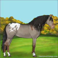 Horse Color:Liver Red Dun Appaloosa 