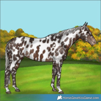 Horse Color:White Spotted Silver Brown Appaloosa 