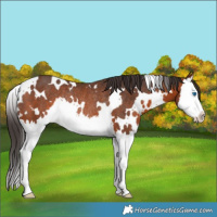 Horse Color:White Spotted Bay Splash Rabicano