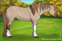 Horse Color:Liver Red Dun Tobiano 