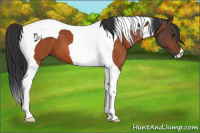 Horse Color:Bay Tobiano 
