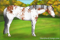 Horse Color:White Spotted Bay 