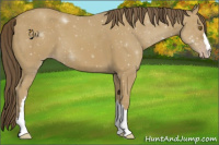Horse Color:Classic Cream Champagne