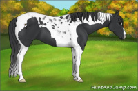 Horse Color:Black Tobiano 