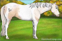 Horse Color:Silver Classic Champagne Pearl Tobiano 