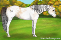 Horse Color:White Spotted Bay Dun 