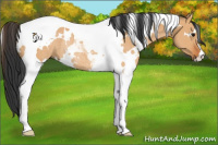 Horse Color:White Spotted Bay Dun Tobiano Rabicano 