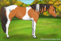 Horse Color:Buckskin Tobiano
