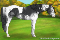 Horse Color:White Spotted Black Tobiano 