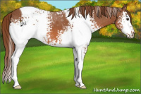 Horse Color:White Spotted Chestnut Tobiano