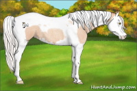 Horse Color:Silver Amber Champagne Roan Splash Tobiano 