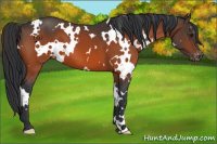 Horse Color:White Spotted Bay Appaloosa 