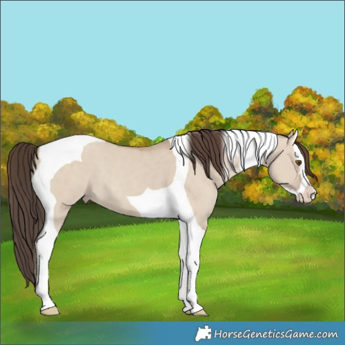 Horse Color:Classic Champagne Dun Splash Tobiano 