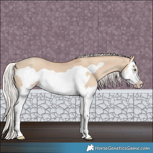 Horse Color:Silver Classic Champagne Dun Splash Frame 