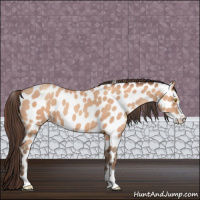 Horse Color:Amber Champagne Sabino Appaloosa 