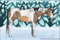 Horse Color:White Spotted Buckskin Splash Tobiano Rabicano