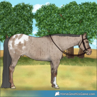 Horse Color:Liver Red Dun Appaloosa Brindle