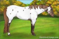 Horse Color:Liver Red Dun Appaloosa Brindle 