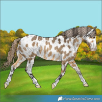 Horse Color:Buckskin Dun Near Leopard Brindle 