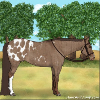 Horse Color:Liver Red Dun Appaloosa Brindle 