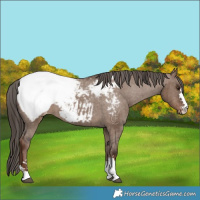 Horse Color:Liver Red Dun Appaloosa Brindle 