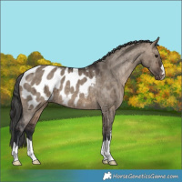Horse Color:Brown Dun Appaloosa Brindle